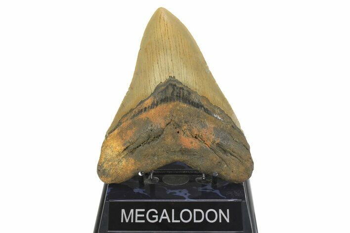 Serrated, Fossil Megalodon Tooth - North Carolina #299405